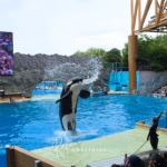 SeaWorld Orlando: guia completo de atrações, shows, animais e dicas para visitar o parque