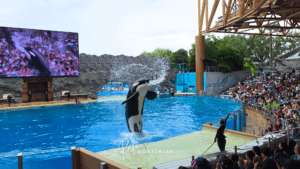 SeaWorld Orlando: guia completo de atrações, shows, animais e dicas para visitar o parque
